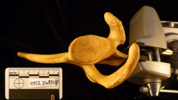 Media type: image;   Mammalogy 26850